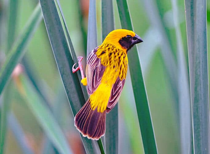 Oiseau Doré Beau Oiseau Tisserin D'or Asiatique Sur La