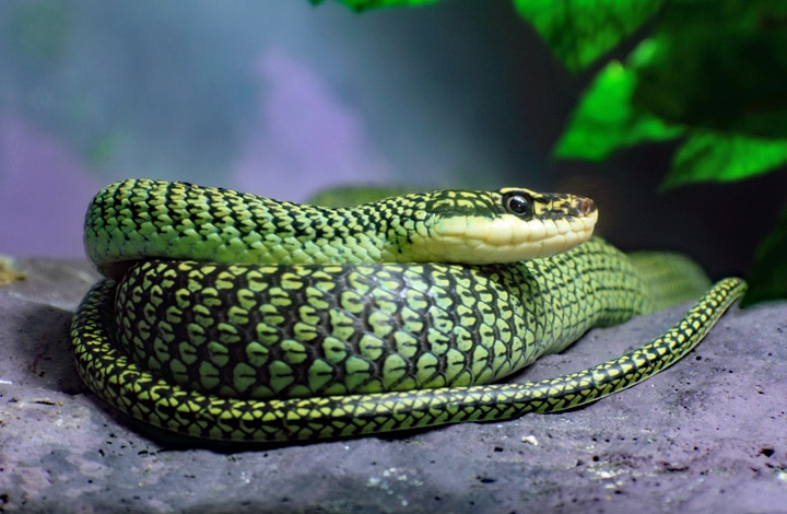 Scully Ruïneren Resultaat Slangen in Thailand: De vliegende boomslang (Chrysopelea ornata) | Thailand  blog