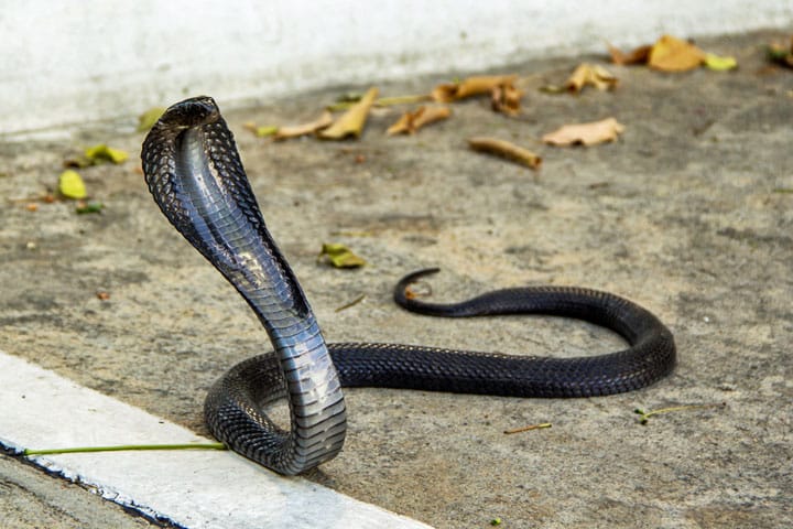 platform vacature bevestigen Slangen in Thailand: De Siamese spugende cobra (Naja siamensis) | Thailand  blog