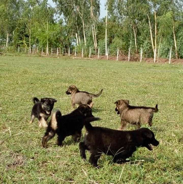 wastafel maandelijks zaterdag Te koop van een lezers: Herder pups in Sakon Nakhon | Thailand blog