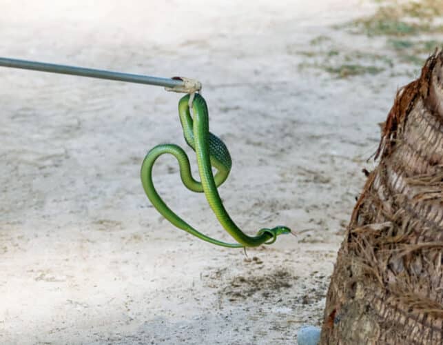 Slangen Thailand: Groene kattenslang (Boiga cyanea) | Thailand blog