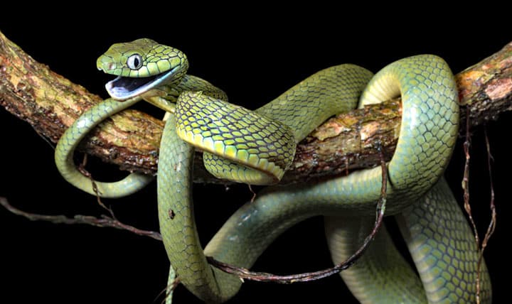 donderdag Illusie sociaal Slangen in Thailand: de Groene kattenslang (Boiga cyanea) | Thailand blog