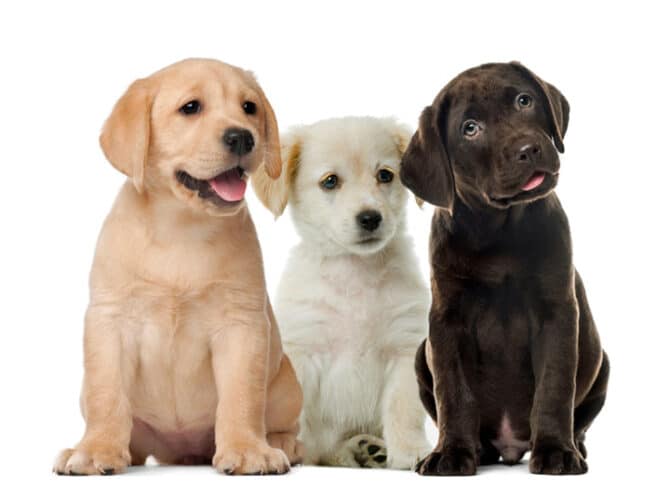 Labrador pups voor de liefhebbers (lezersinzending)