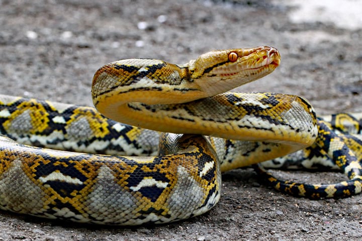Slangen in De (Malayopython | Thailand