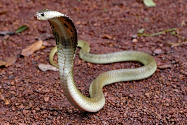 naaimachine Nathaniel Ward Minder dan Slangen in Thailand: De Siamese spugende cobra (Naja siamensis) | Thailand  blog
