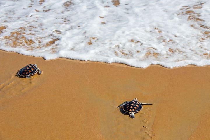 Zeeschildpadden op het strand